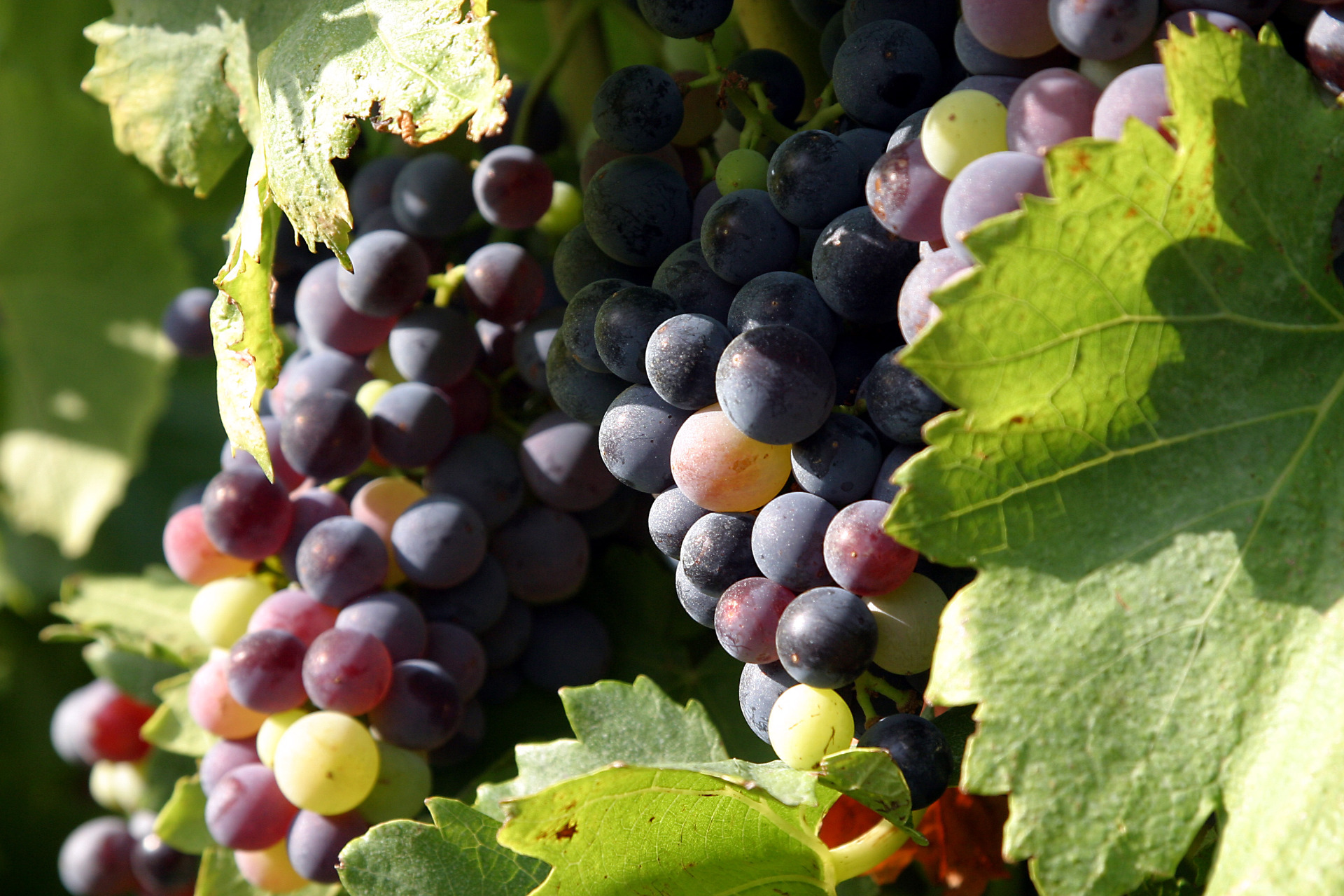 Domaine des Maels
Cinsault - VdP d'Oc 2024